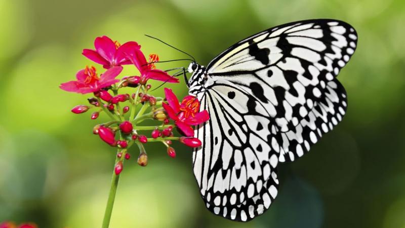 Devocional: Somos mariposas