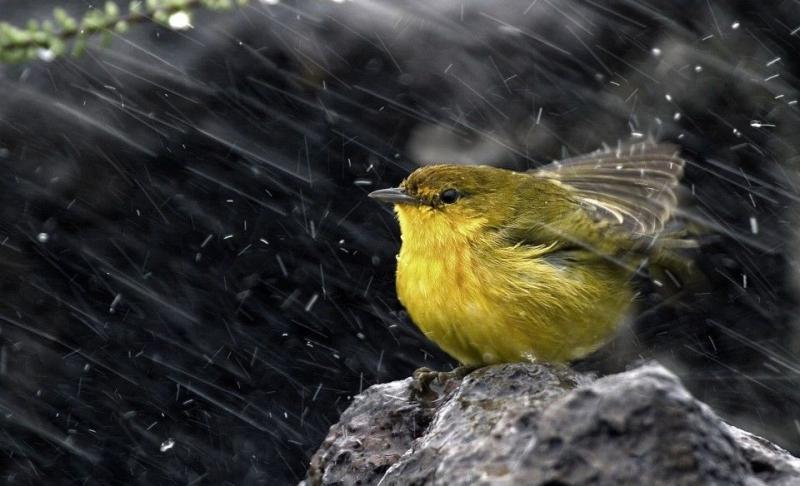 Devocional: Gozándonos en el sufrimiento
