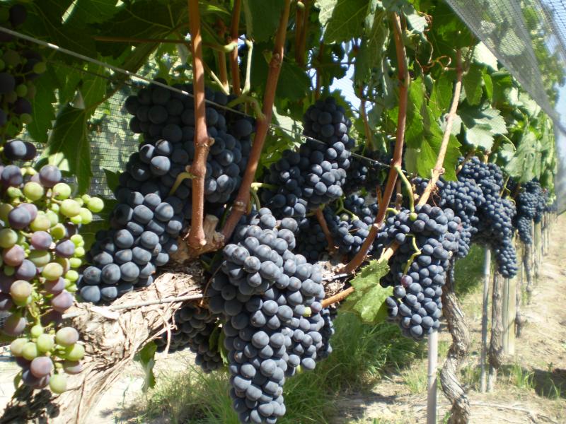 Devocional: Dios cultiva a sus hijos