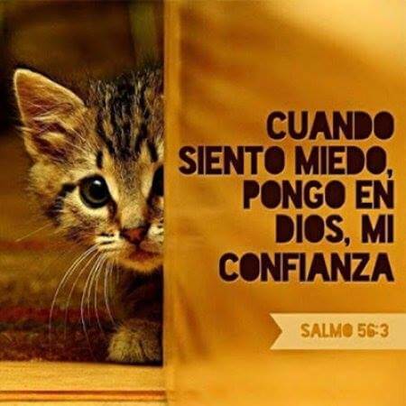 Pon tu confianza en Cristo