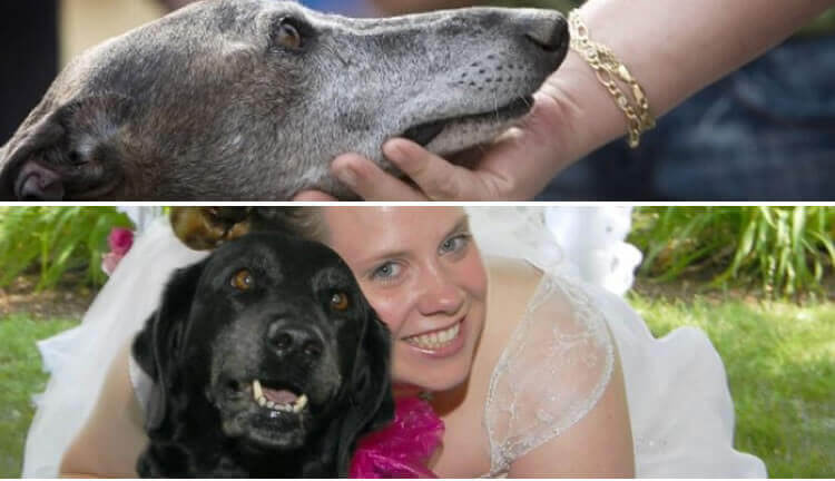 Dias de Sodoma: Canadá legaliza la zoofilia, el sexo con los animales