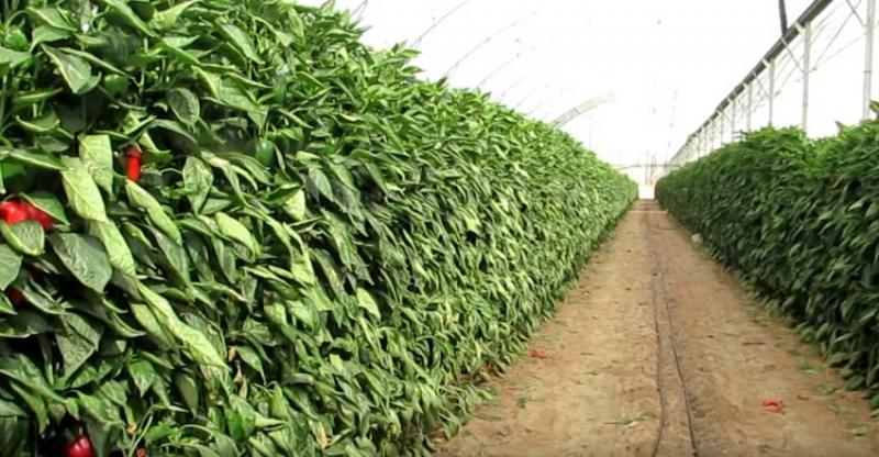 La profecía de Isaías 35 se cumple en desierto de Aravá