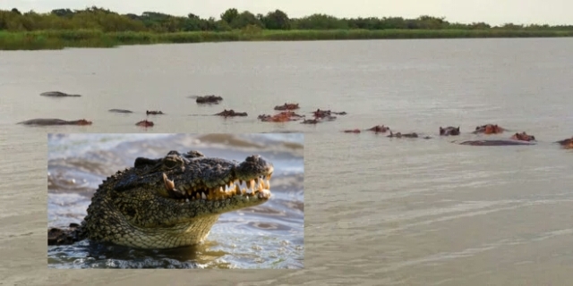 Pastor devorado por tres cocodrilos por intentar caminar sobre el agua
