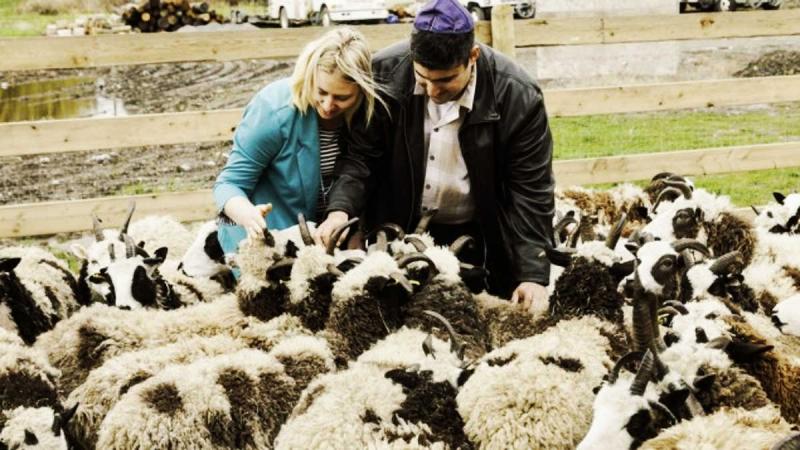 Código de la Torá: Llegada de "ovejas Jacob" a Israel es señal del Mesías y el Tercer Templo