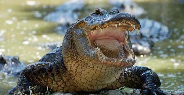 Pastor es devorado por cocodrilo mientras bautizaba en un lago de África