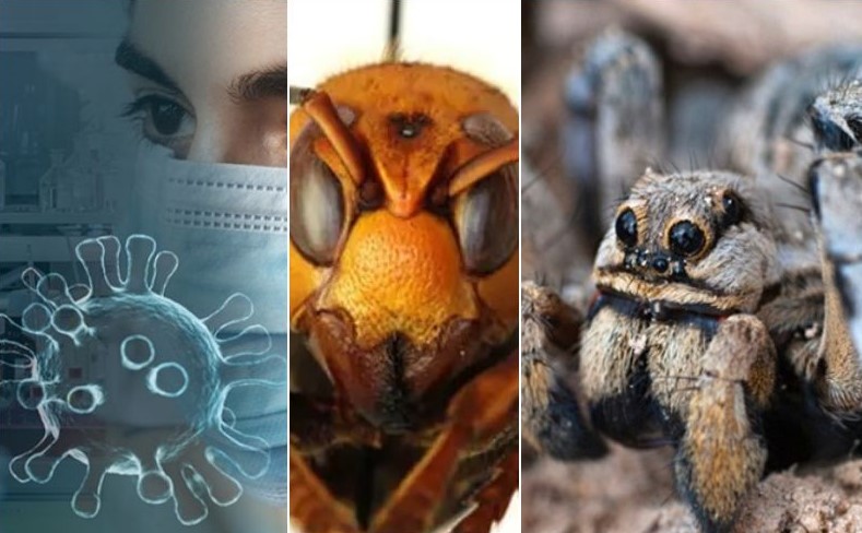 Covid-19, avispón asesino y ahora “La araña caníbal”