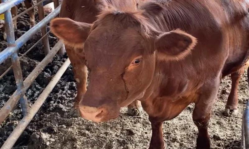 Instituto del Templo inspecciona novilla roja para sacrificios en Israel