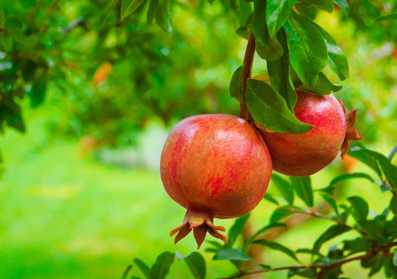 Devocional: Más fruto